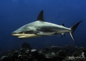 One of the Caribbean Reef sharks that frequent the reef o... by Emily Weston 